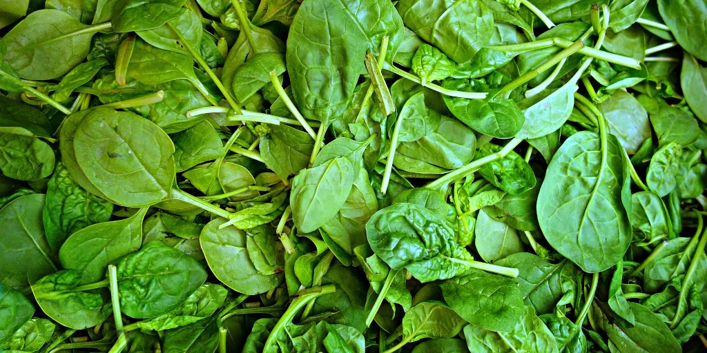 Szpinak warzywny