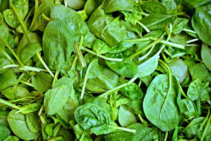 Szpinak warzywny